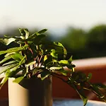 Melador Beachfront Апартаменты *
