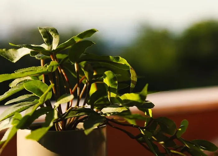 Melador Beachfront Lejlighed *