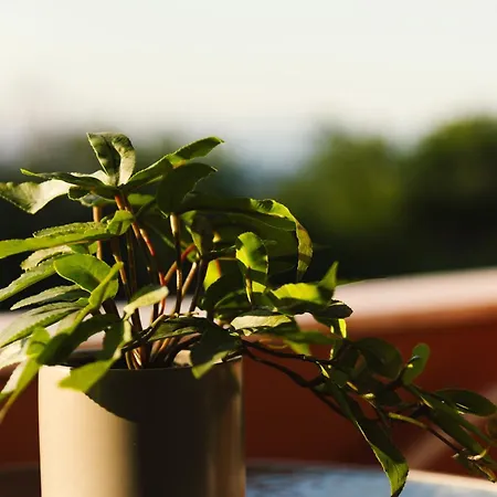 Melador Beachfront Appartement *